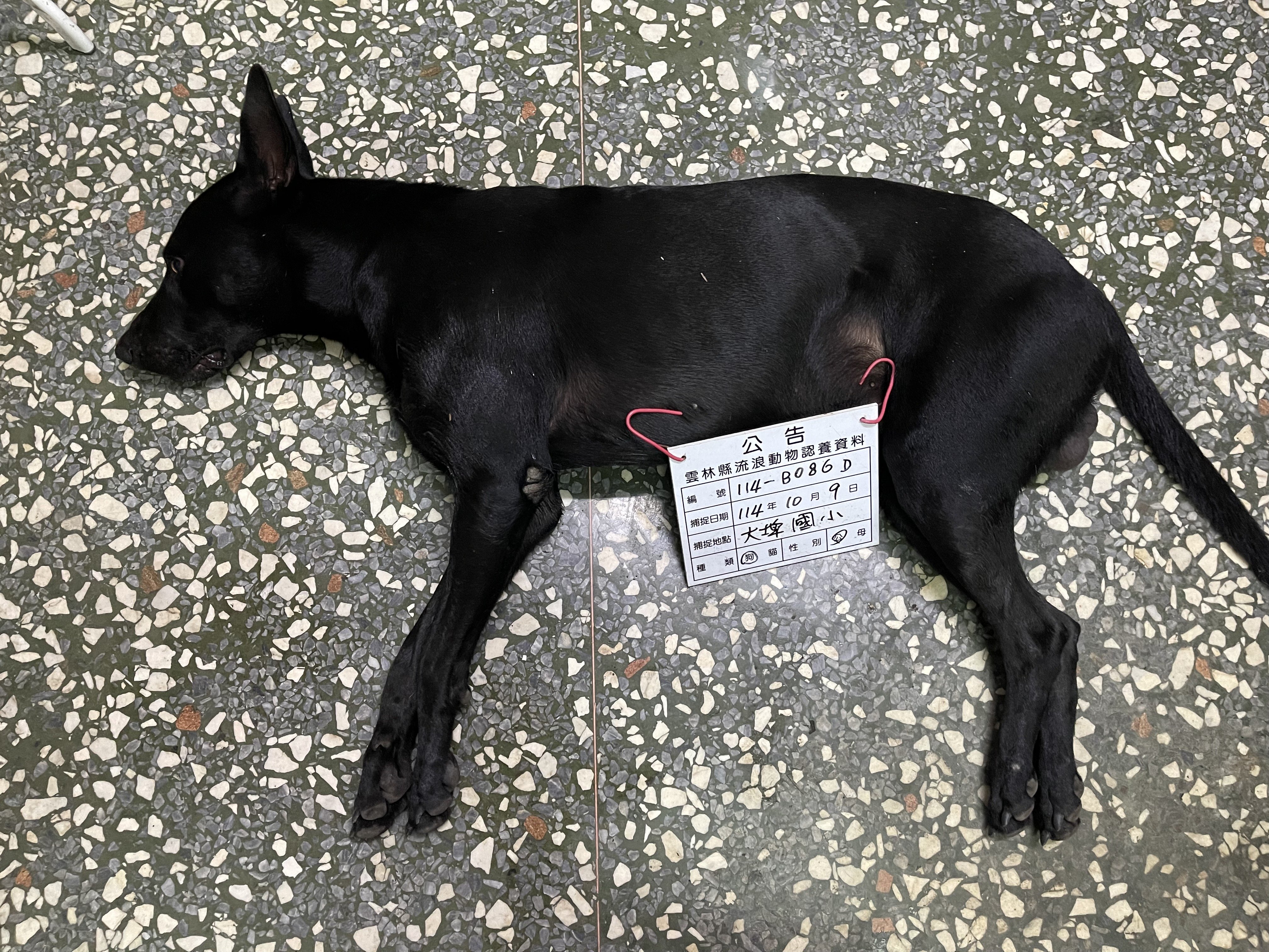 混種犬
