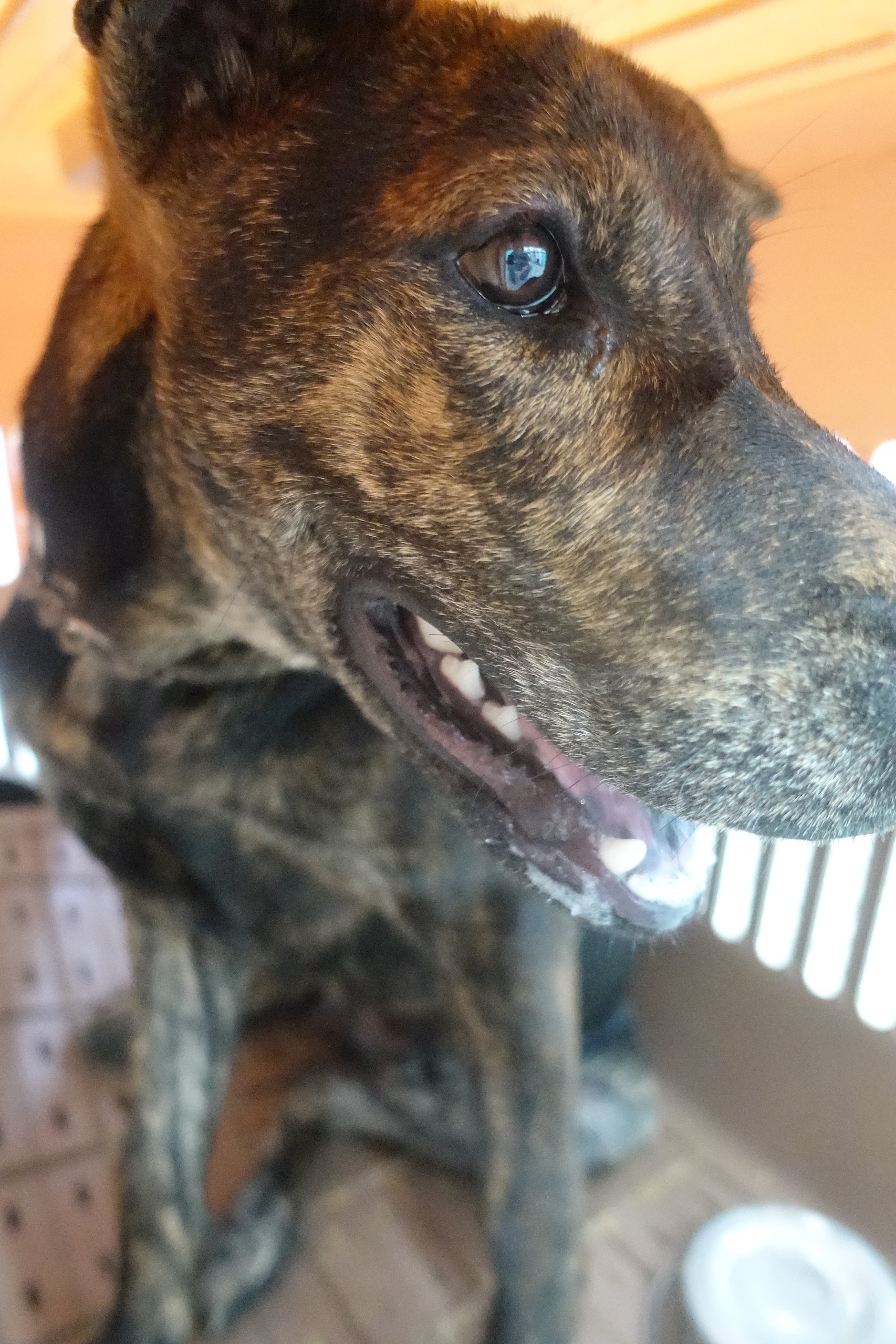 混種犬