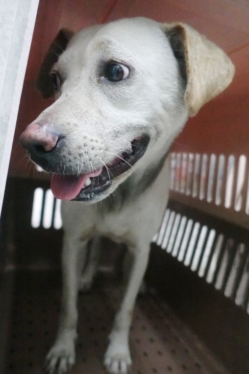 混種犬
