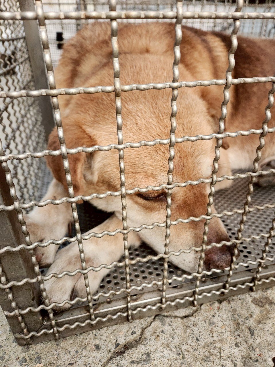 混種犬