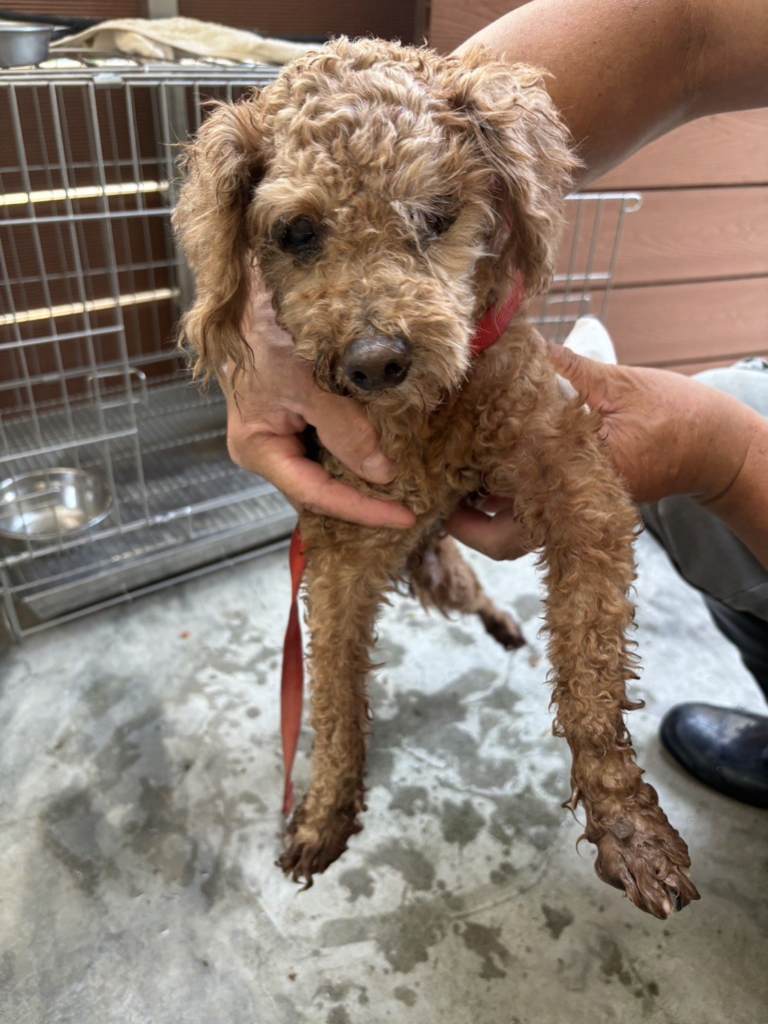 迷你貴賓犬