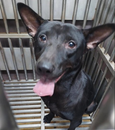 混種犬