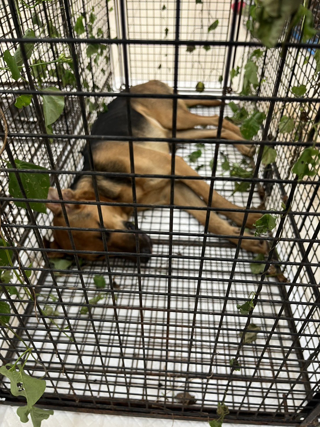 混種犬