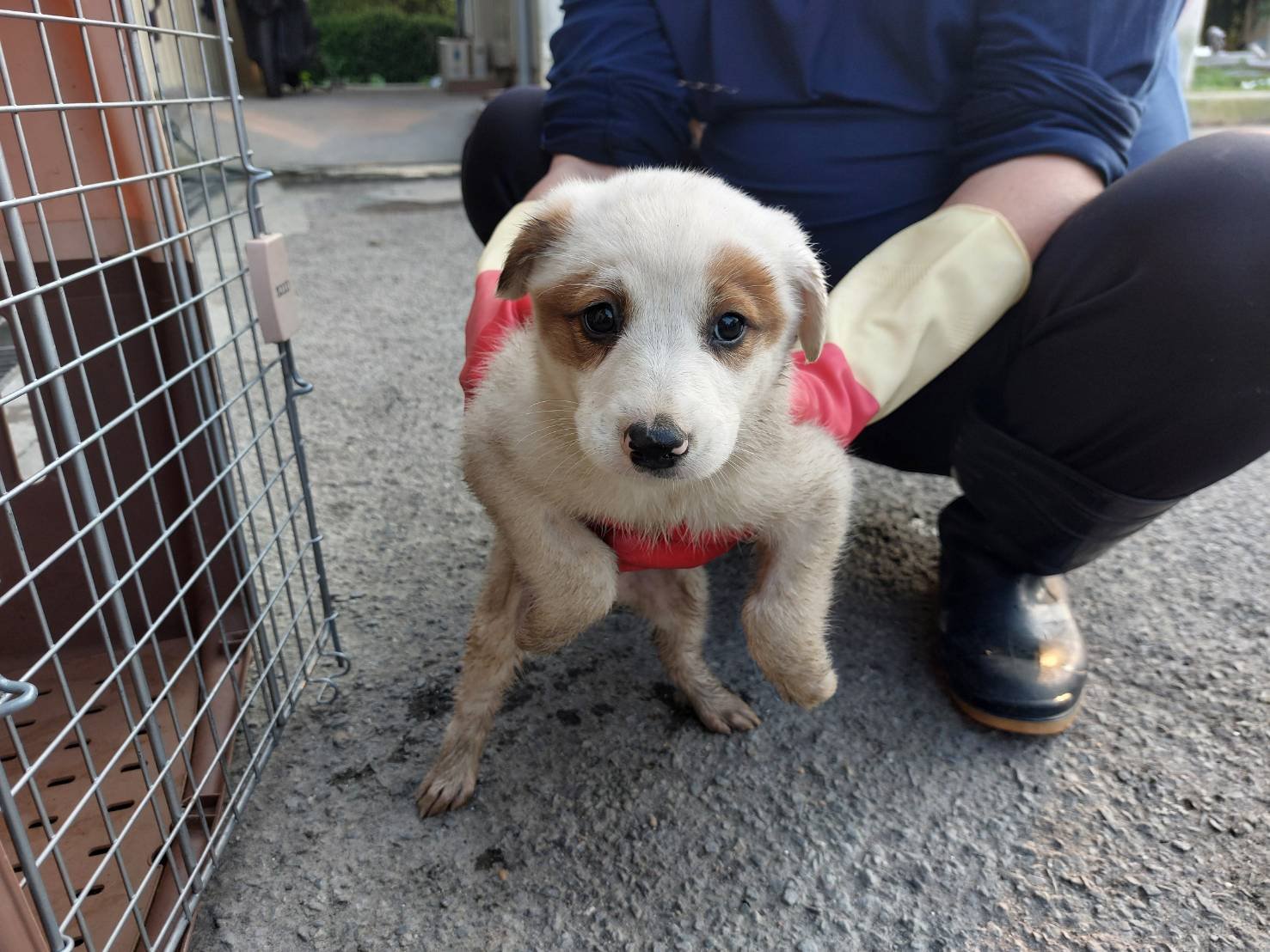 混種犬