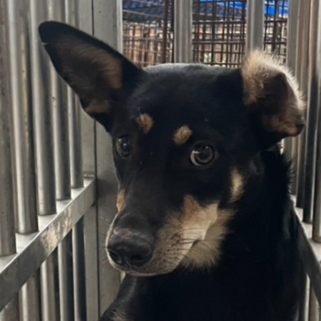 混種犬