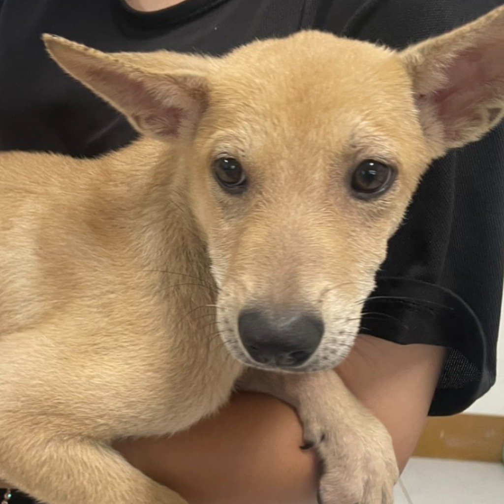 混種犬