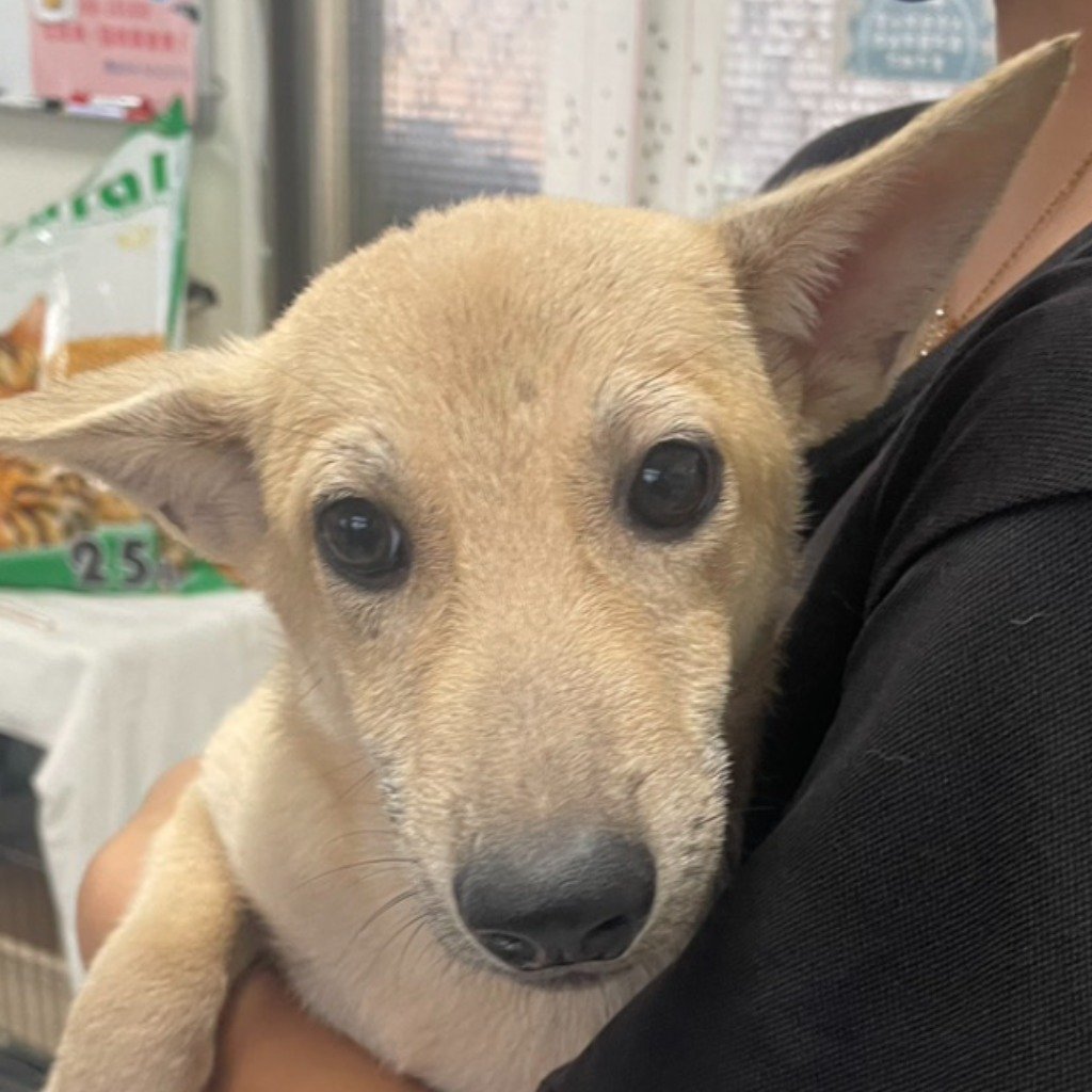 混種犬