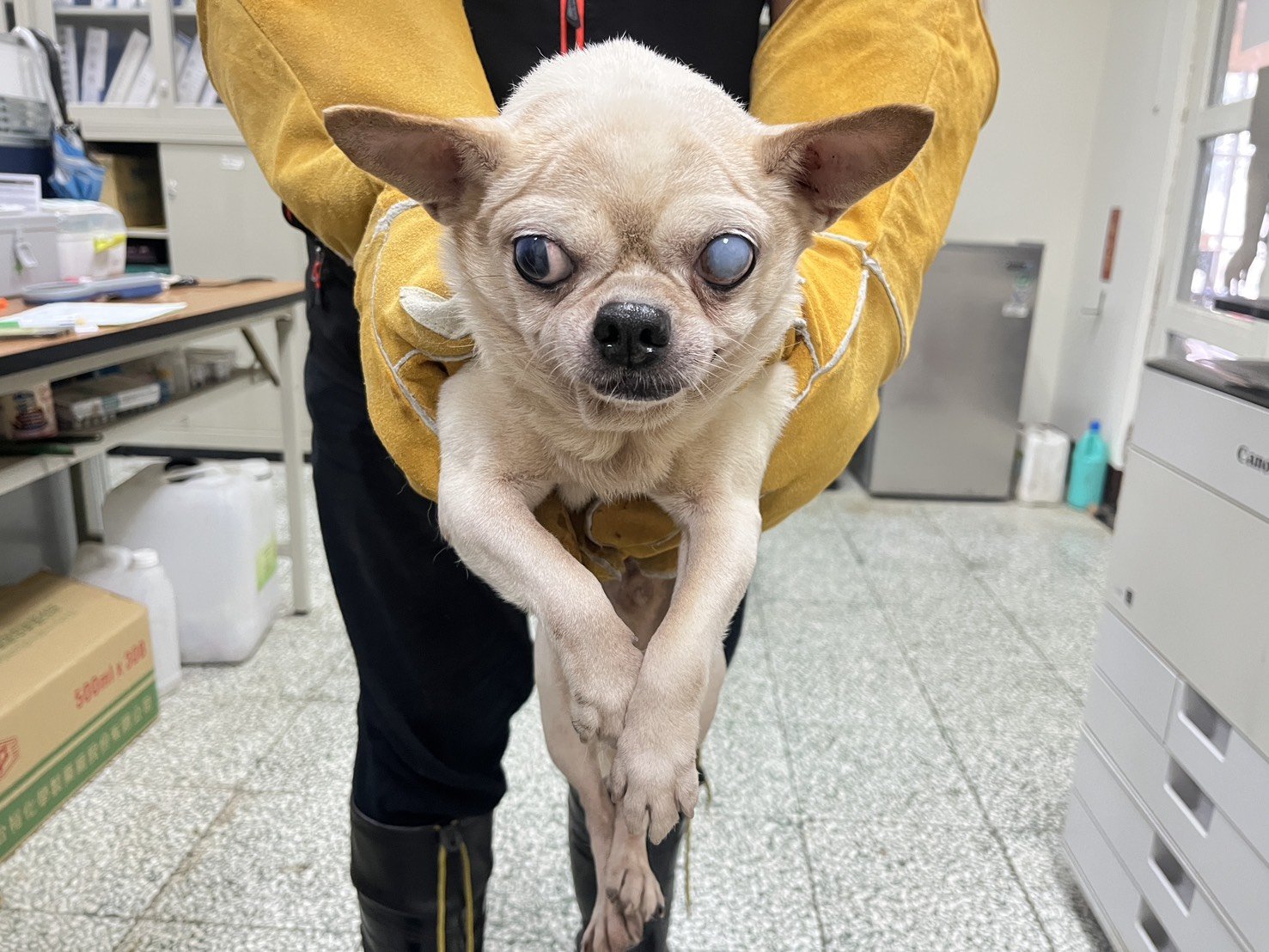 吉娃娃犬