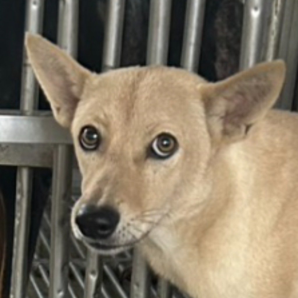 混種犬