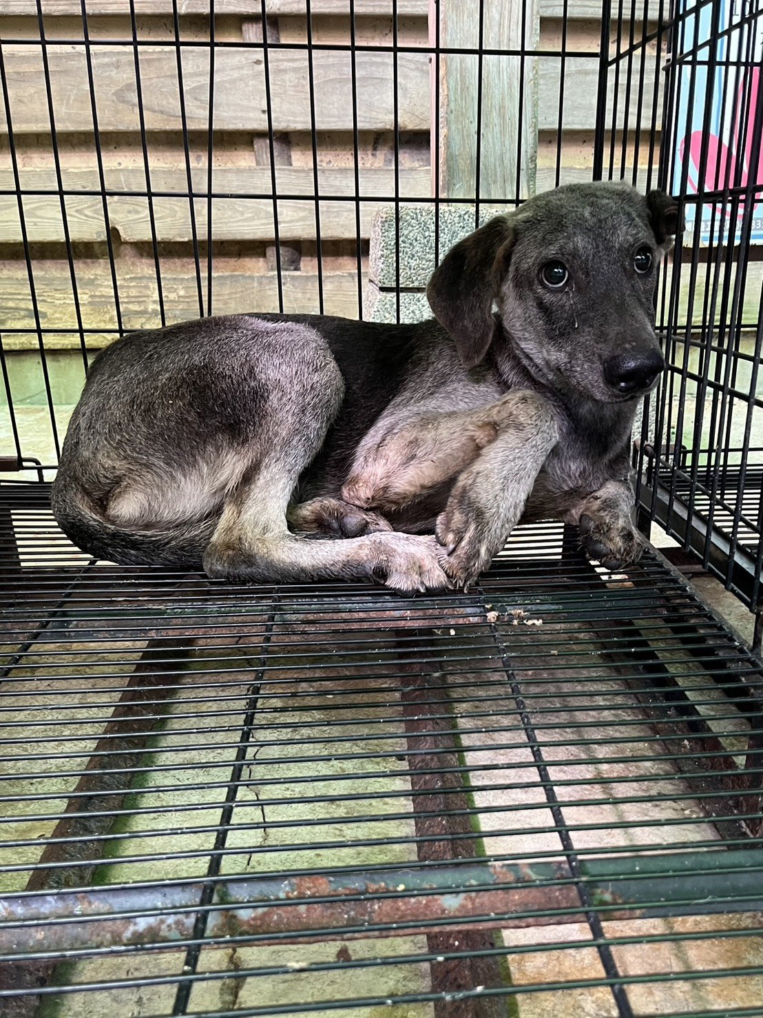 混種犬