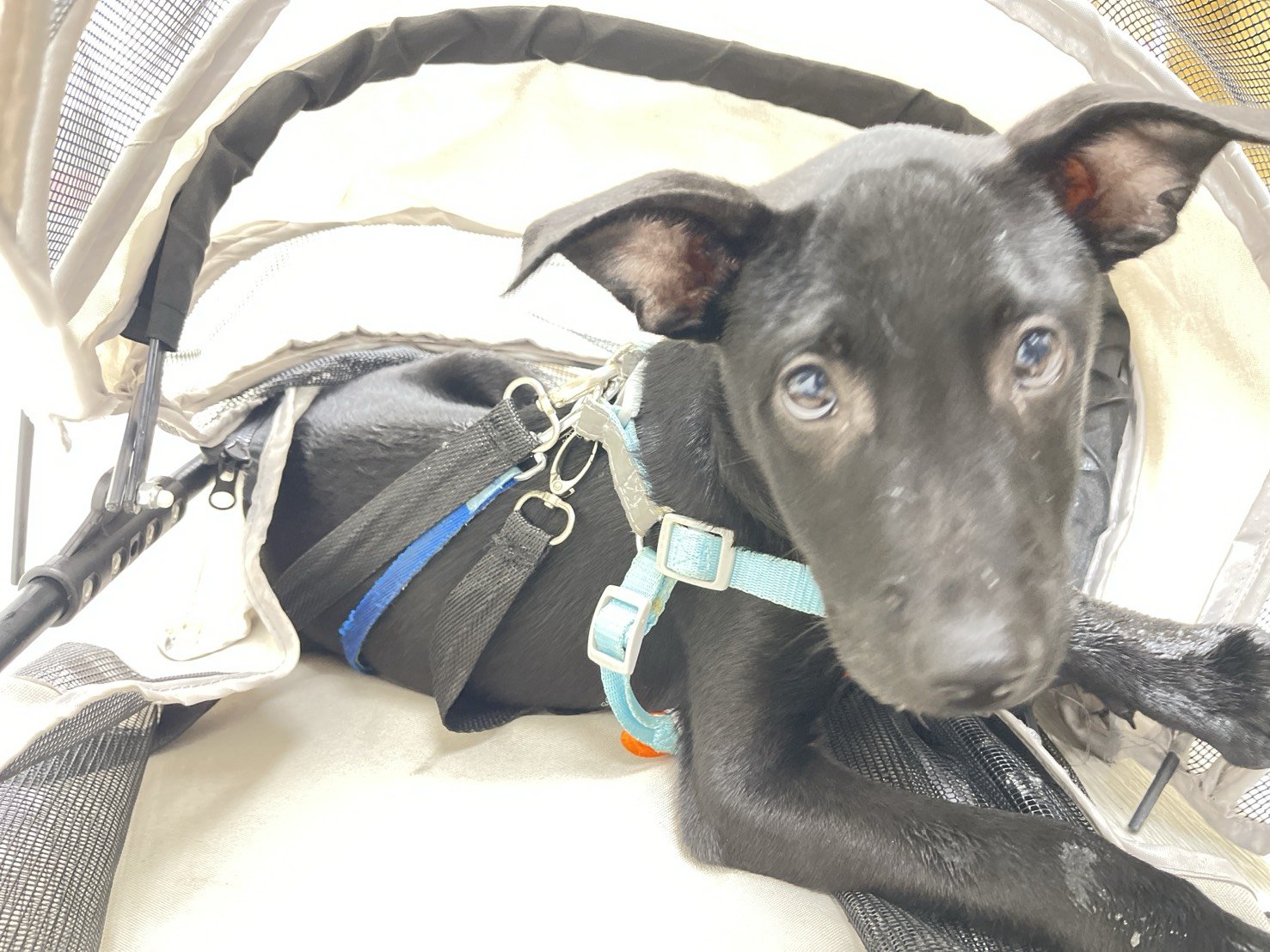 混種犬