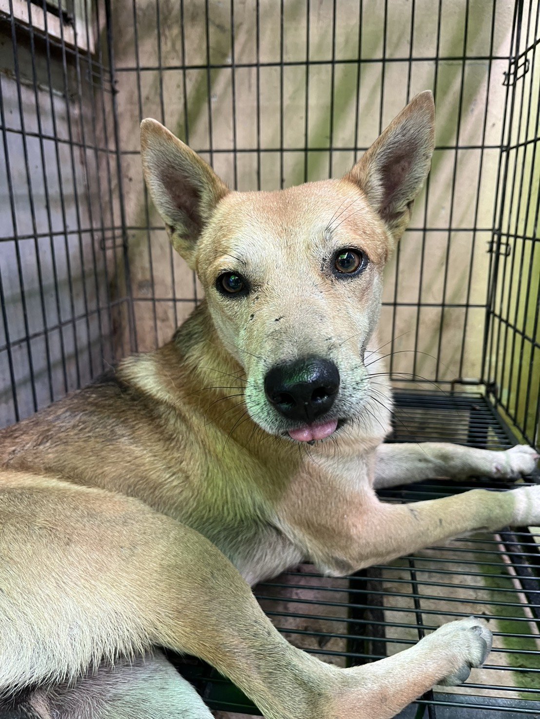 混種犬