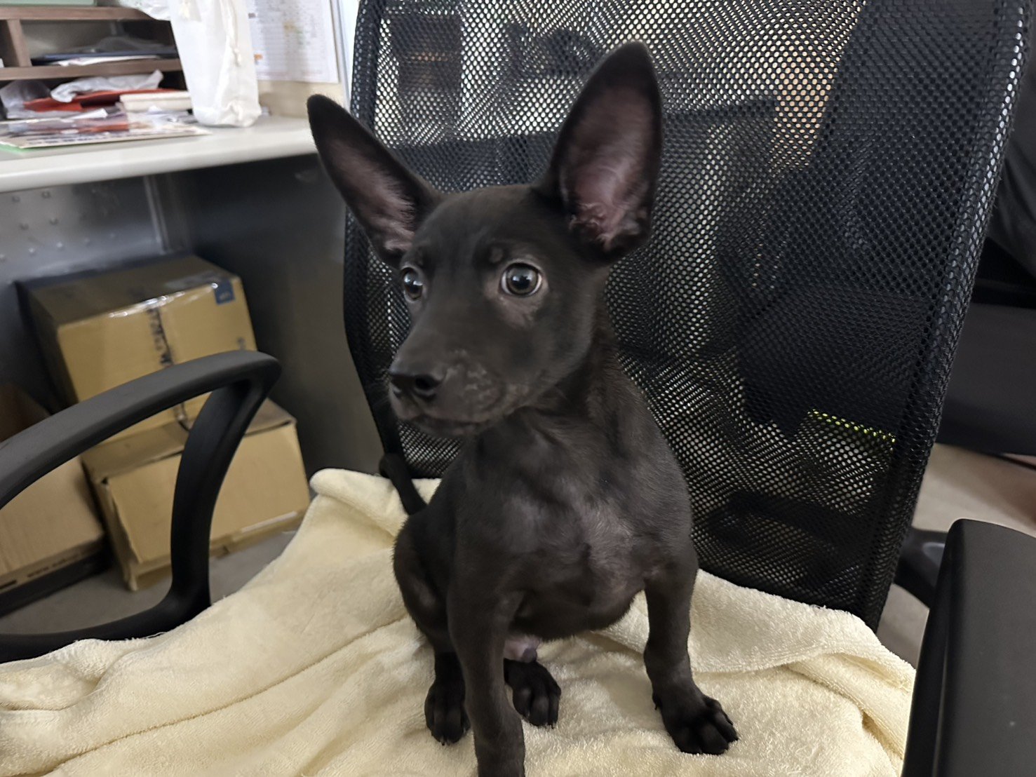 混種犬