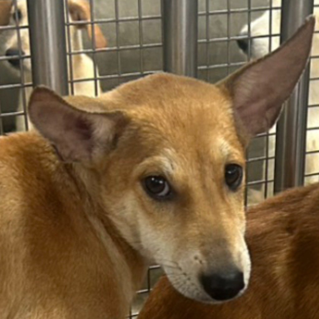混種犬