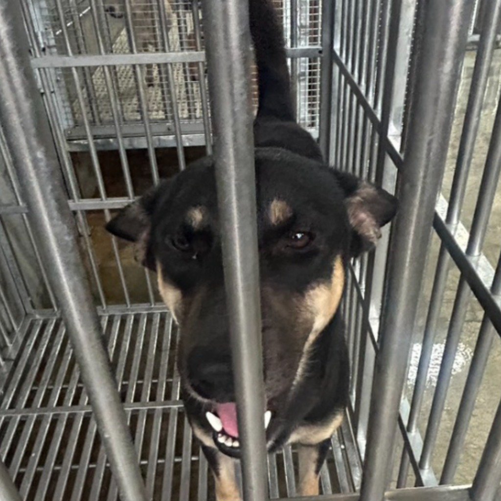 混種犬
