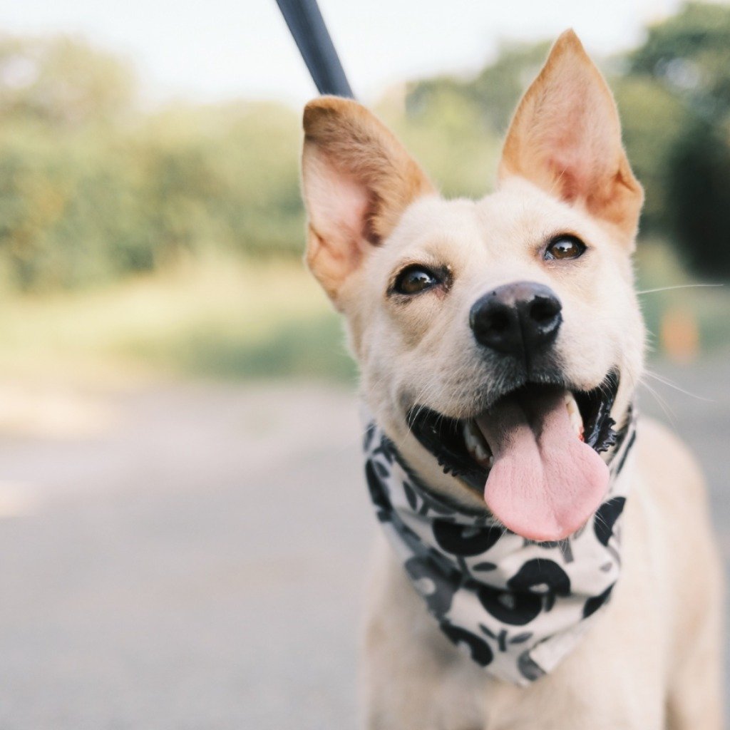 混種犬