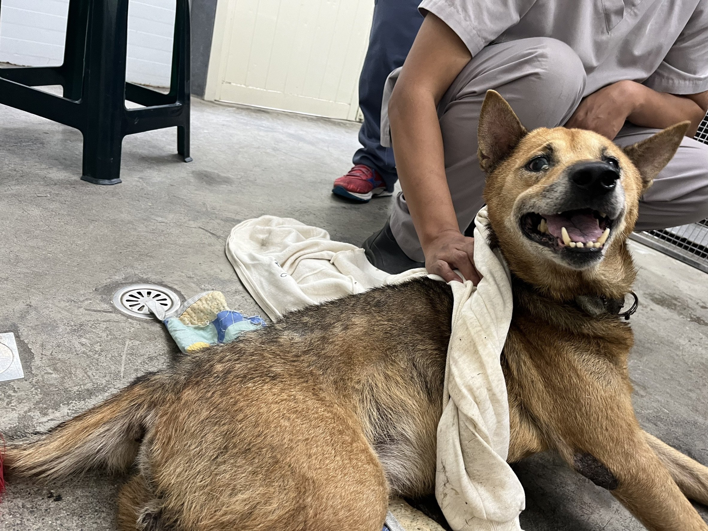 混種犬