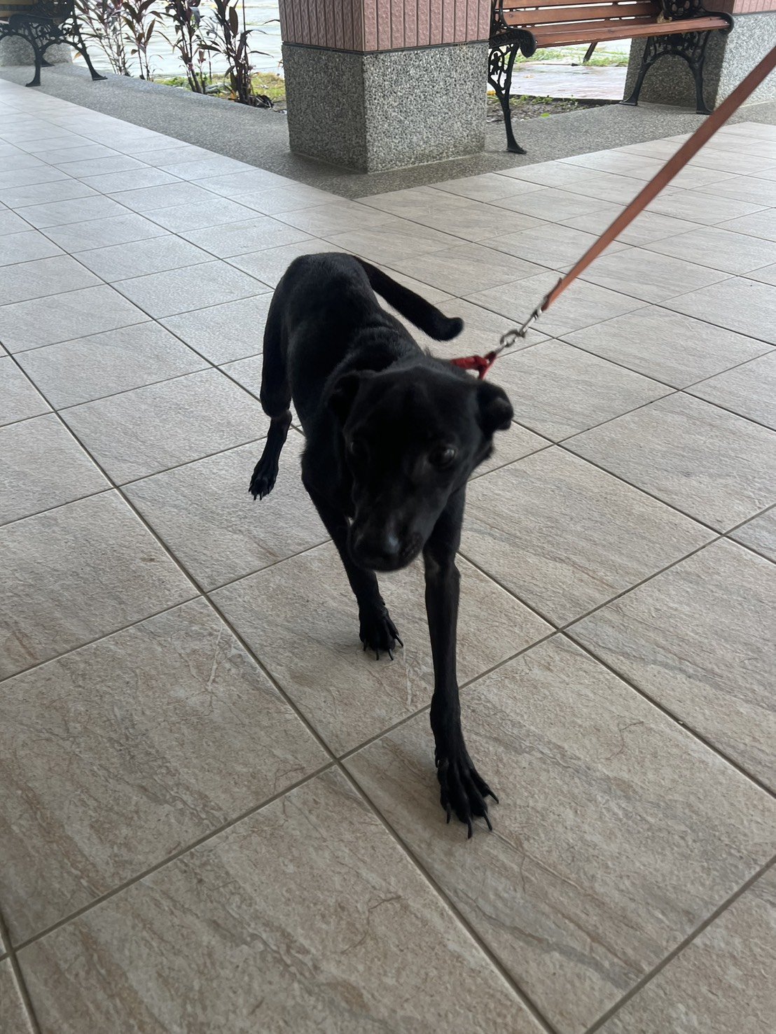 混種犬
