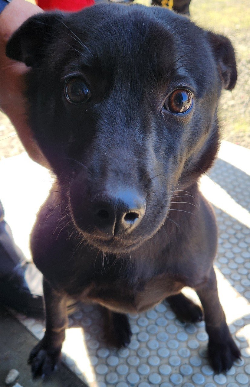 混種犬