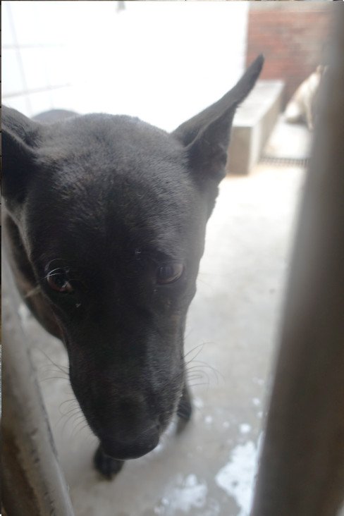 混種犬