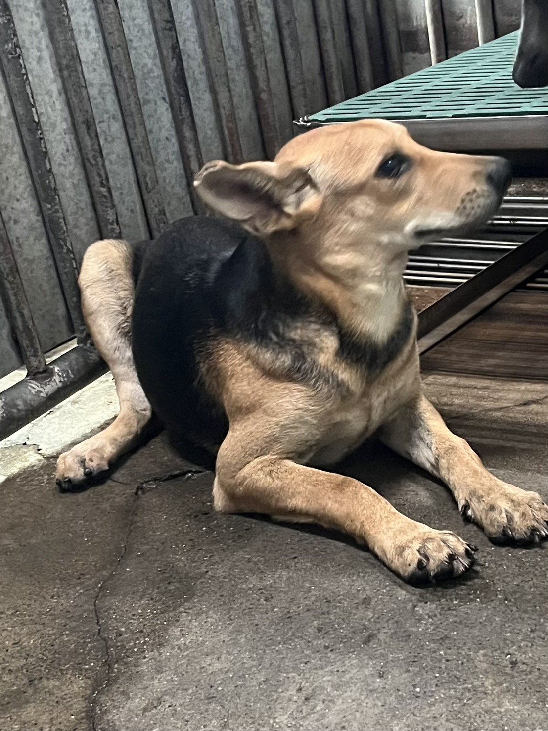 混種犬