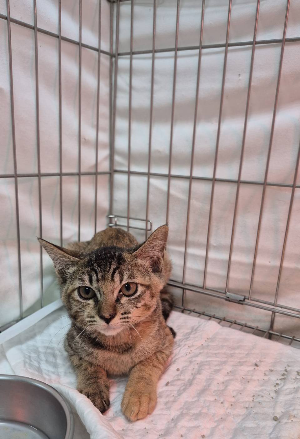 混種貓