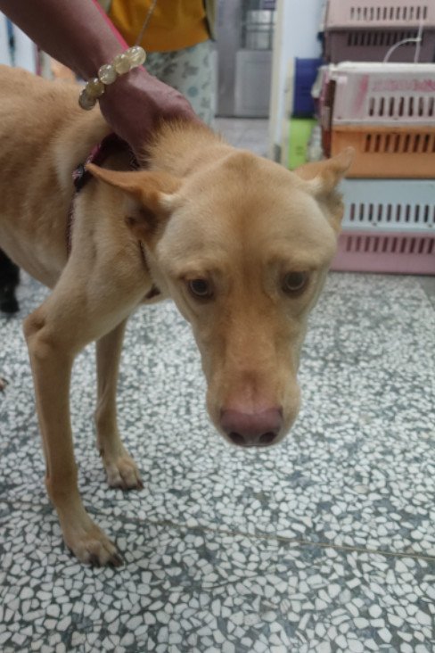 混種犬