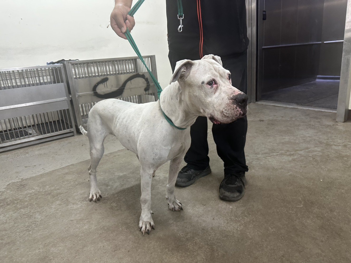 阿根廷杜告犬