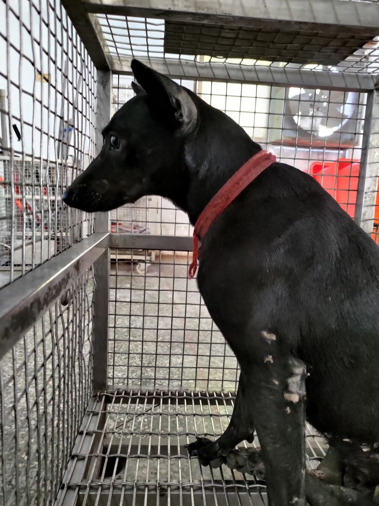 混種犬