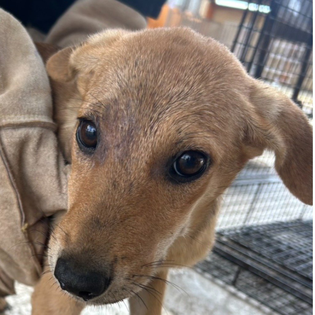 混種犬
