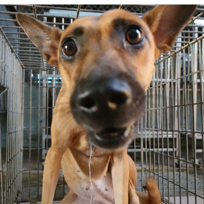 混種犬