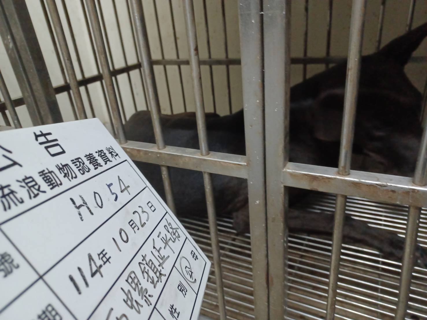 混種犬