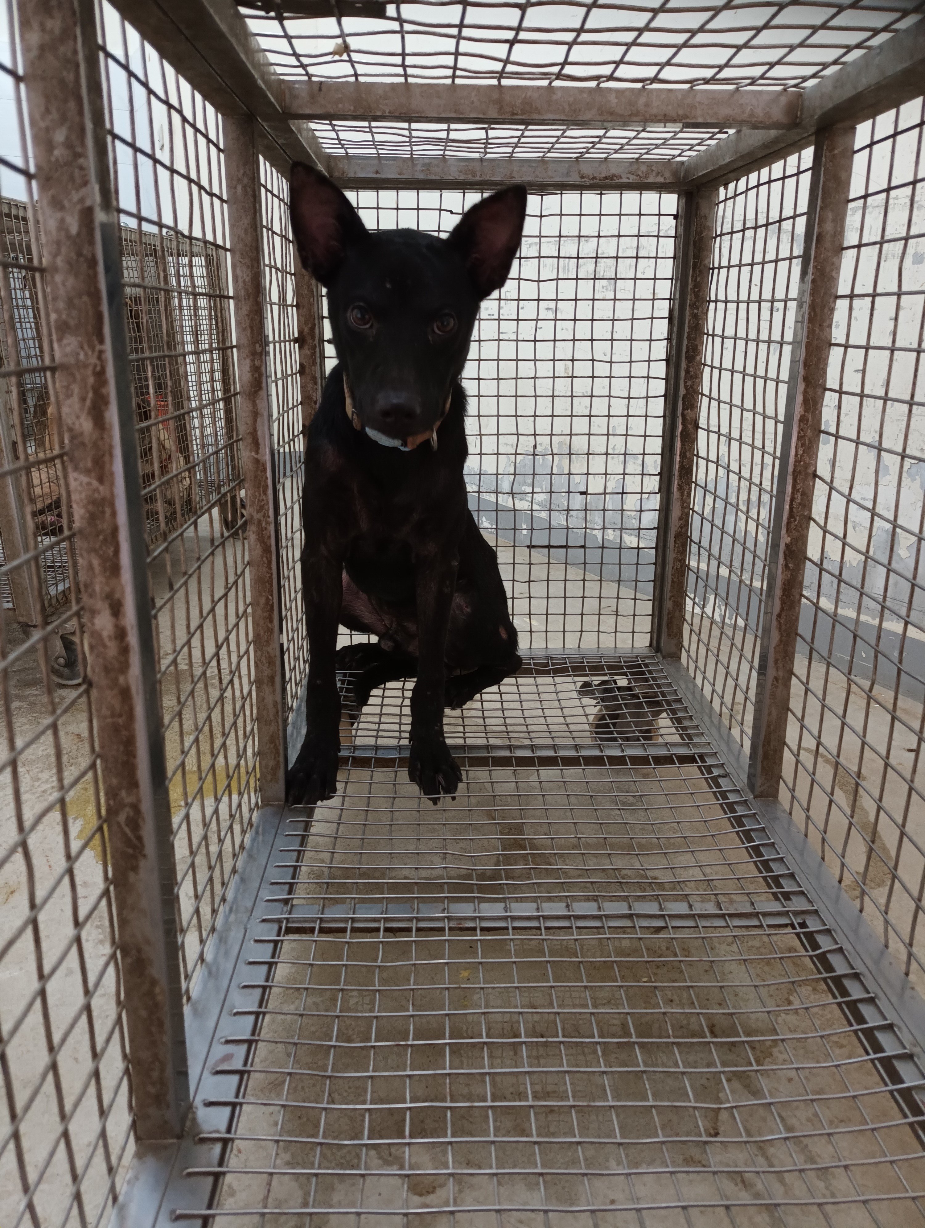 混種犬