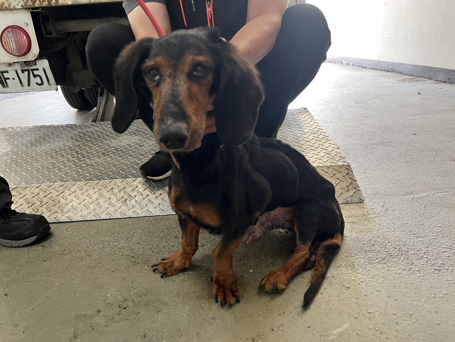 臘腸犬