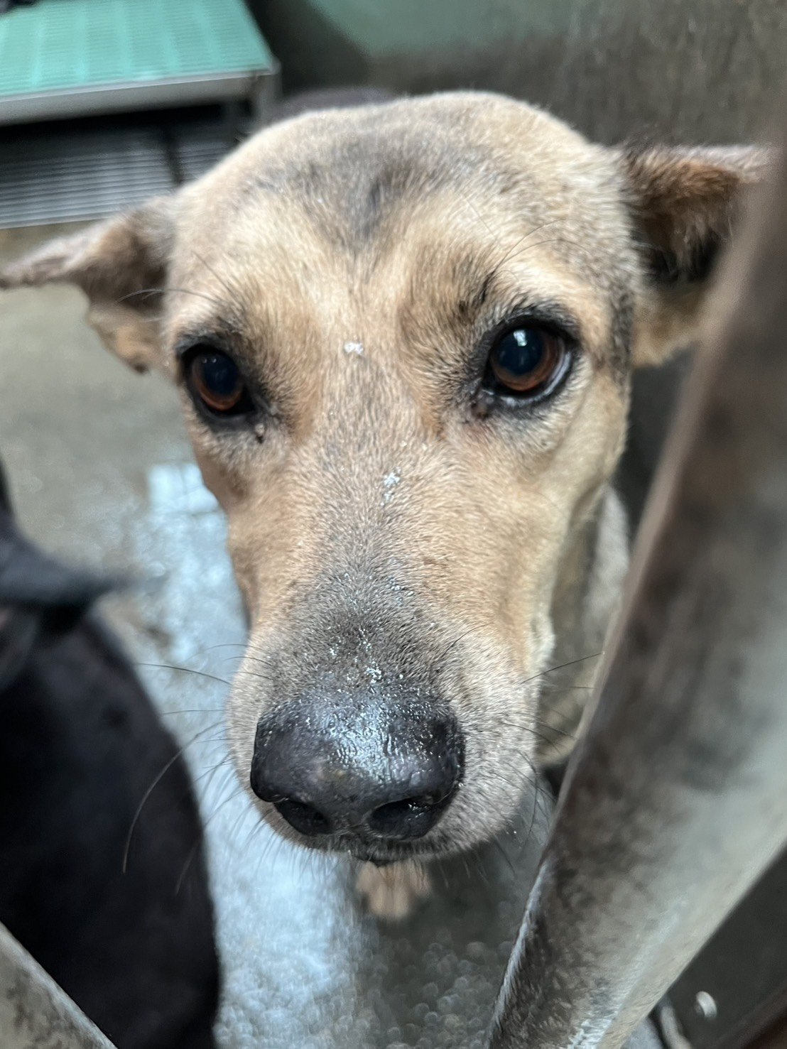 混種犬