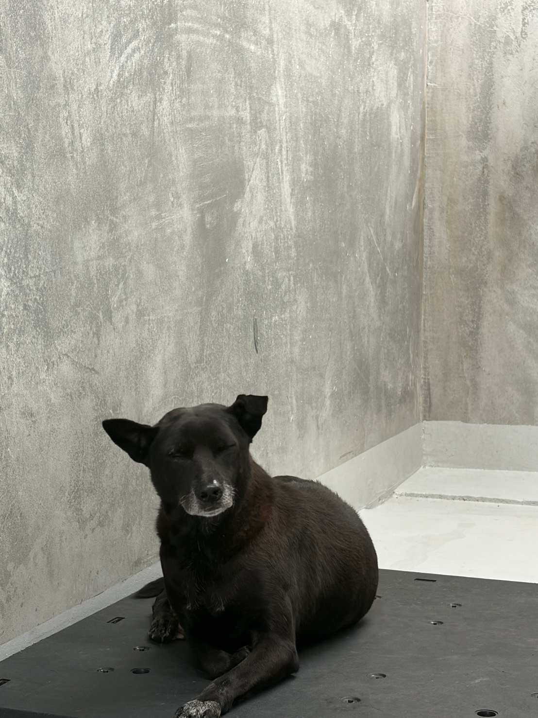 混種犬