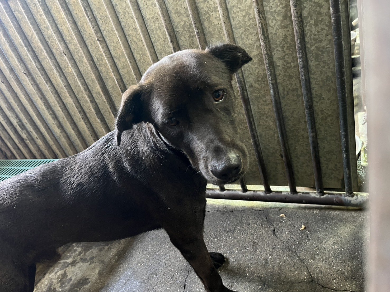 混種犬