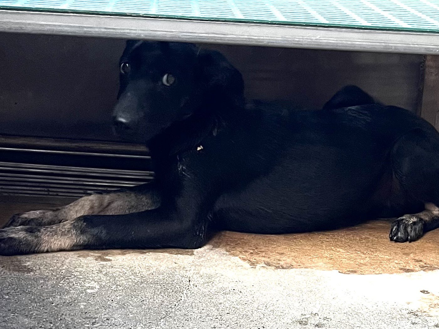 混種犬