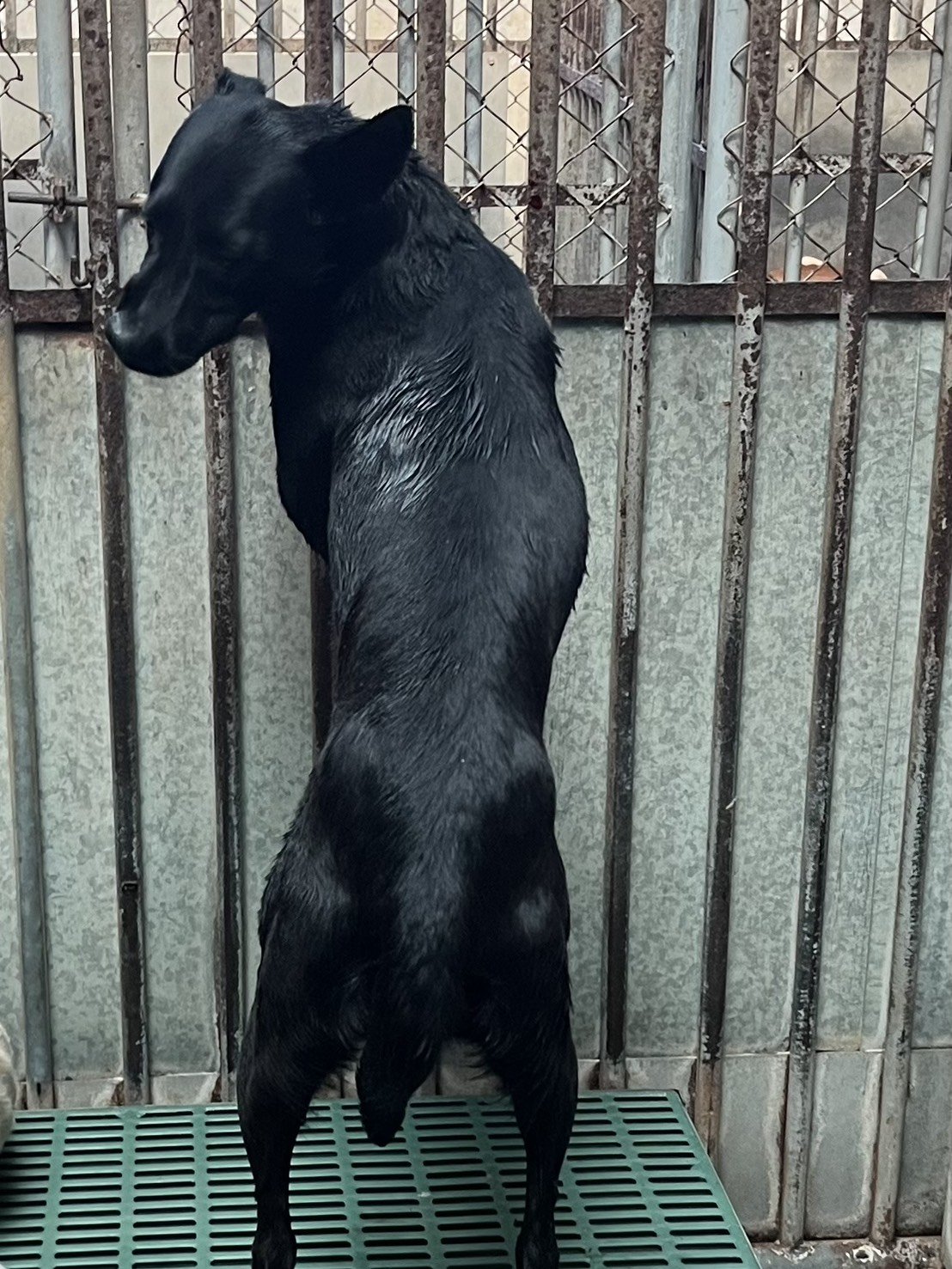 混種犬