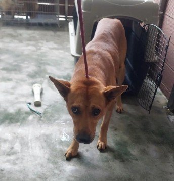 混種犬