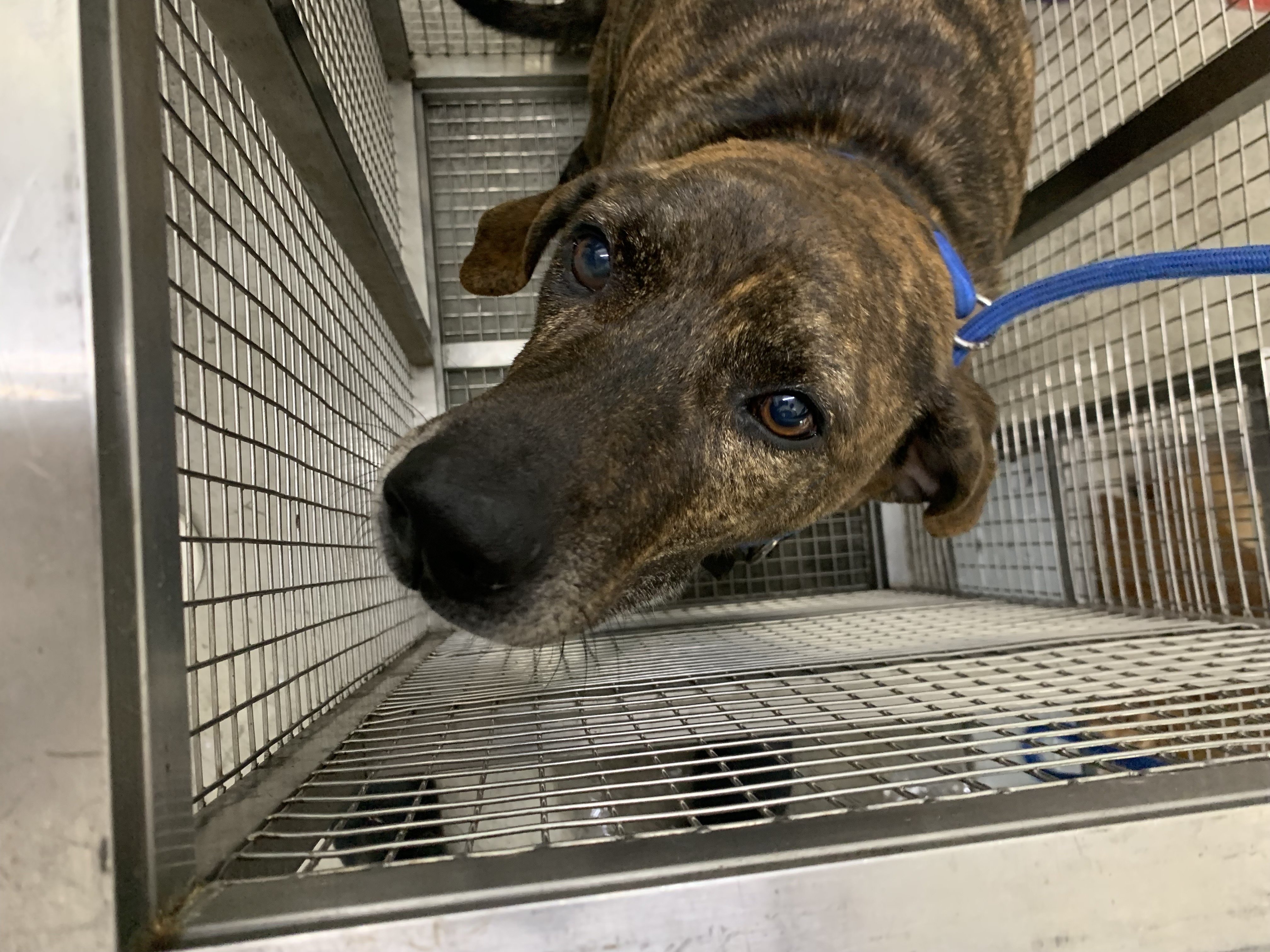 混種犬