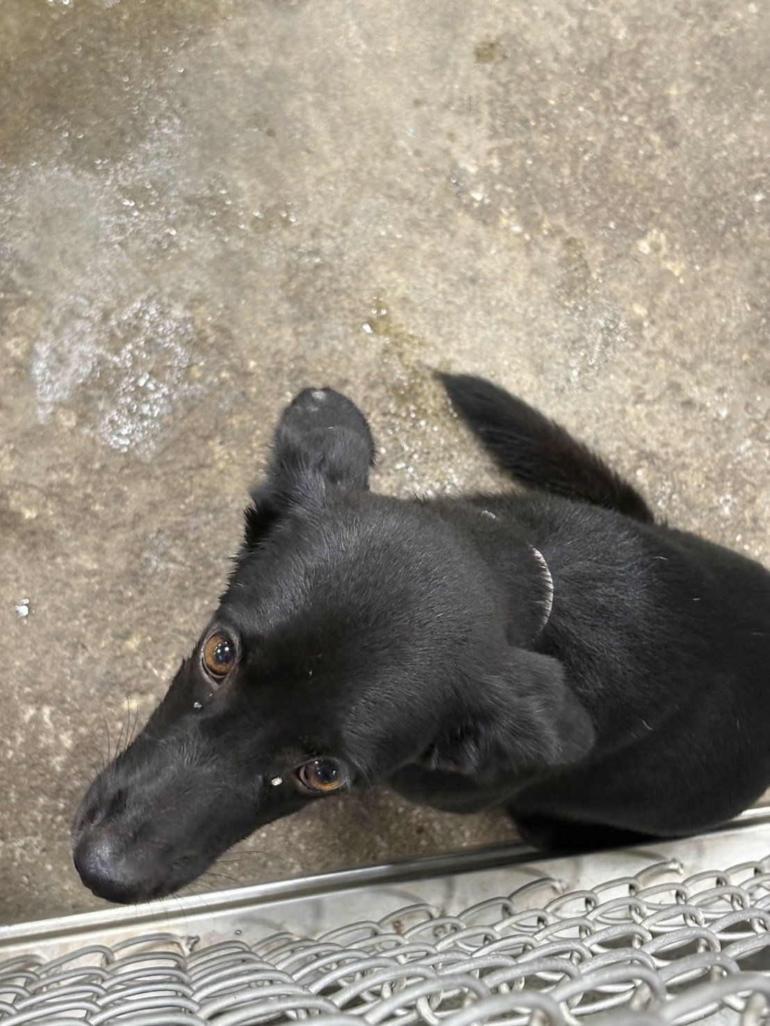 混種犬