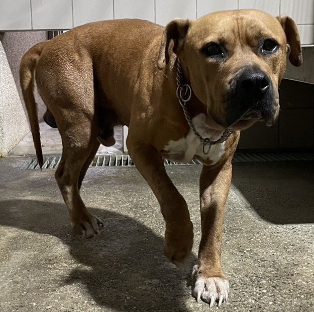 比特犬
