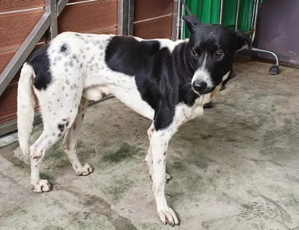 混種犬