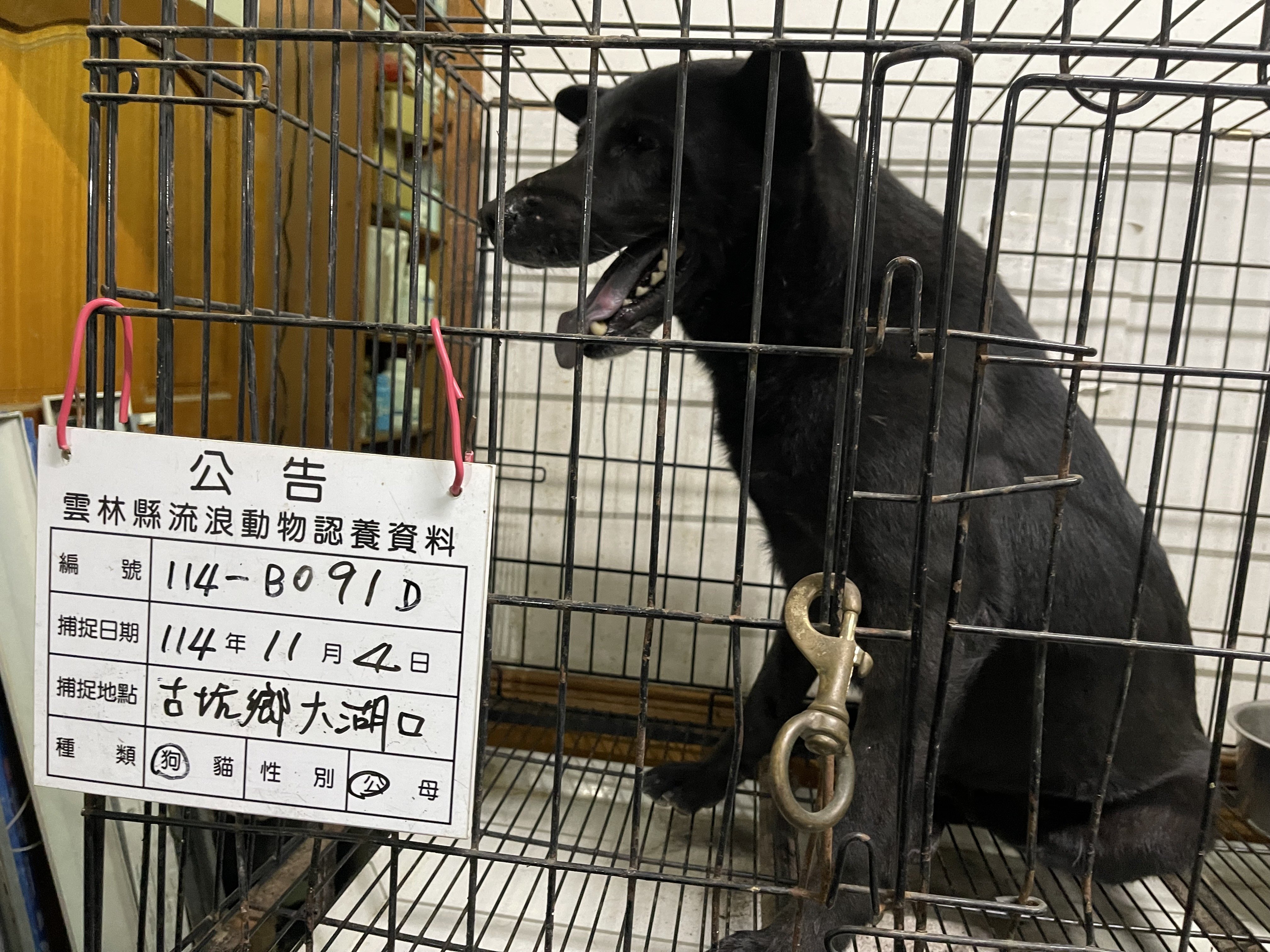 混種犬