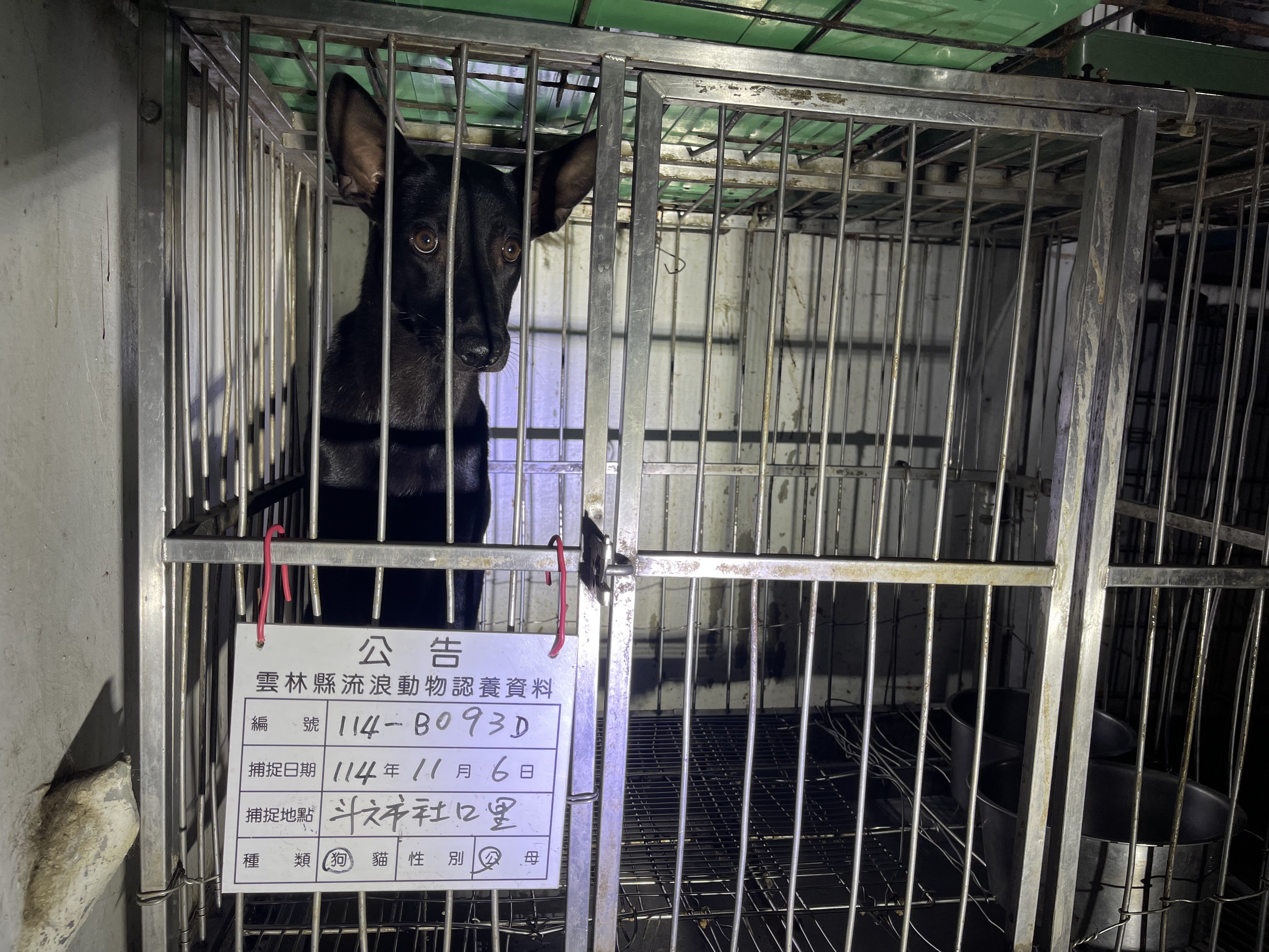 混種犬