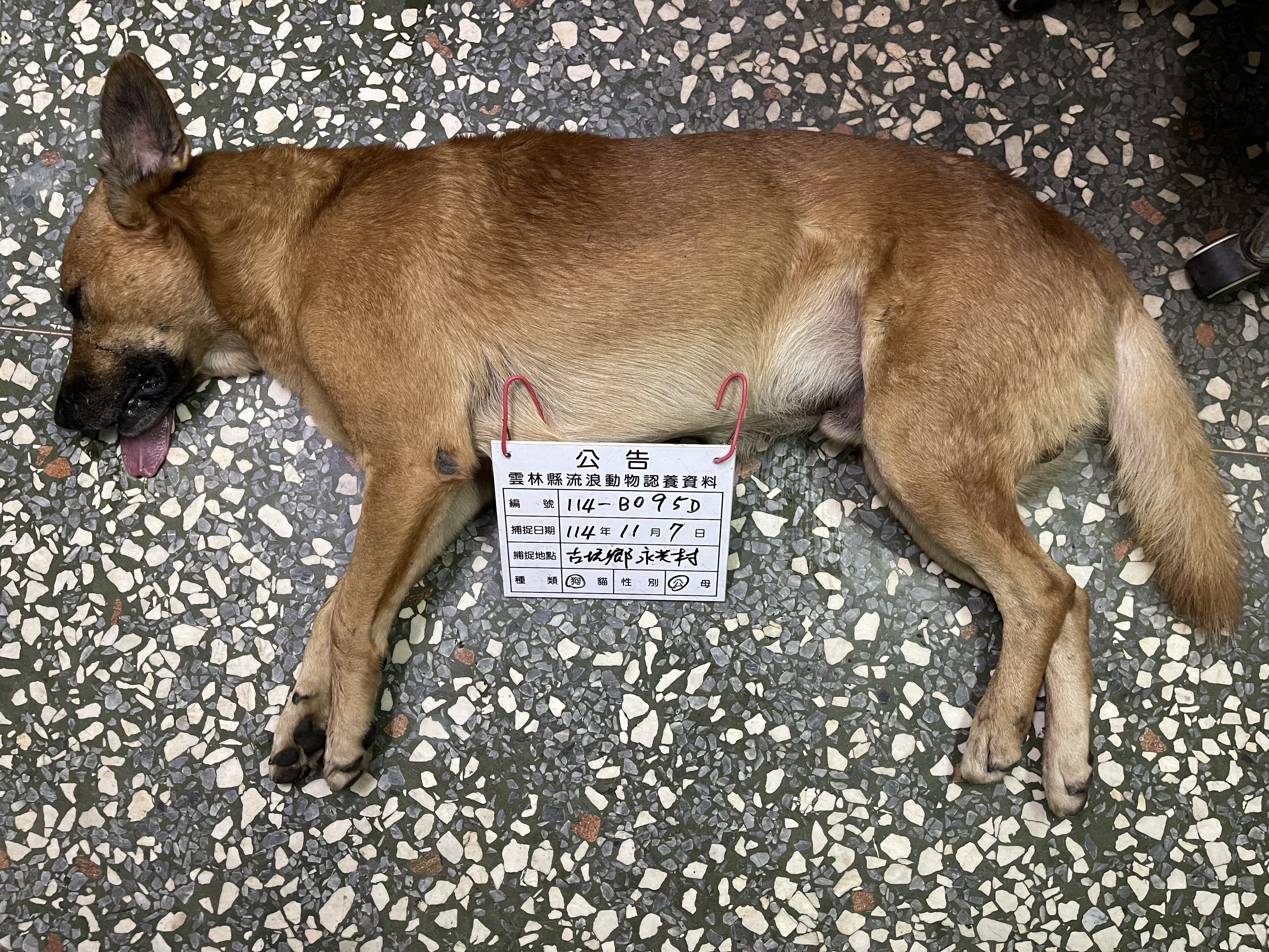混種犬
