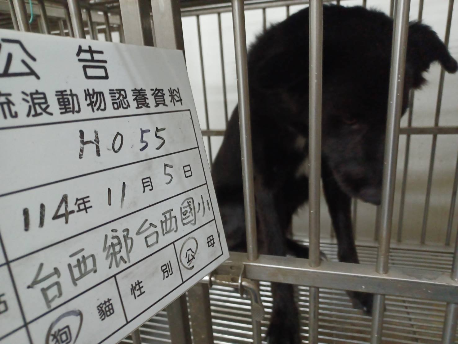 混種犬