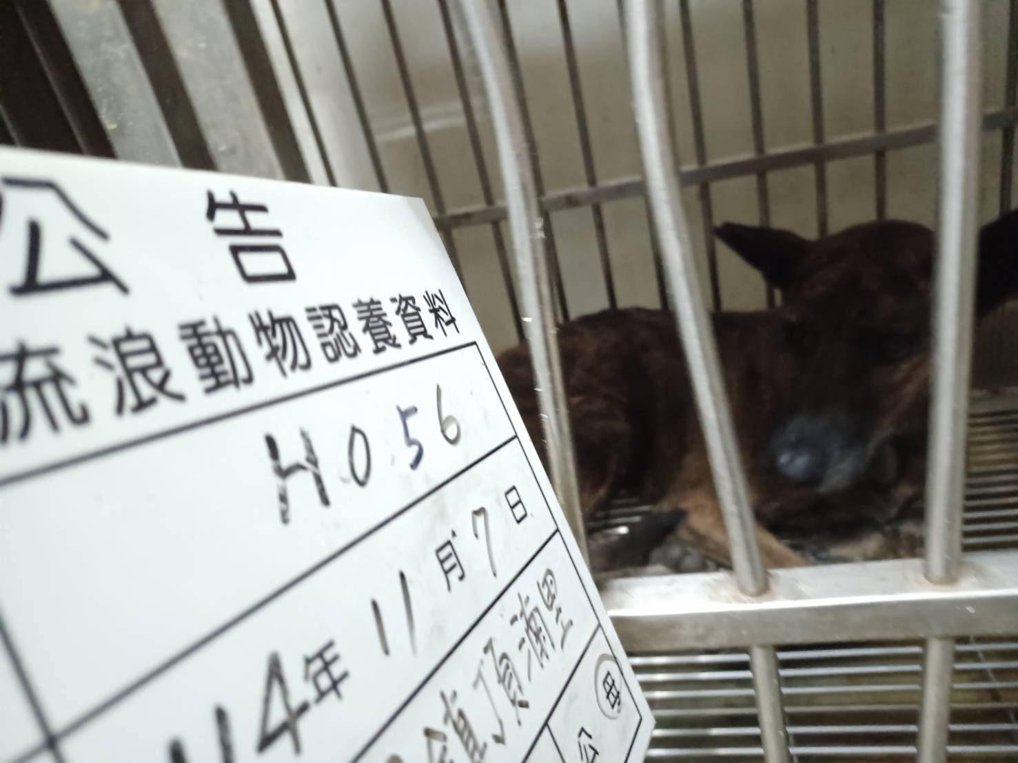 混種犬