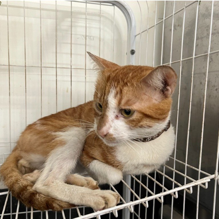 混種貓